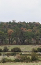 INFORME SOBRE LA NECESIDAD DE EFECTUAR CORTAS DE PINOS EN ZONAS DEL MONTE DE LAS NAVAS DEL MARQUÉS POR PLAGAS