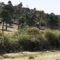 INFORME SOBRE LA NECESIDAD DE EFECTUAR CORTAS DE PINOS EN ZONAS DEL MONTE DE LAS NAVAS DEL MARQUÉS POR PLAGAS