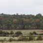 INFORME SOBRE LA NECESIDAD DE EFECTUAR CORTAS DE PINOS EN ZONAS DEL MONTE DE LAS NAVAS DEL MARQUÉS POR PLAGAS
