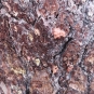 INFORME SOBRE LA NECESIDAD DE EFECTUAR CORTAS DE PINOS EN ZONAS DEL MONTE DE LAS NAVAS DEL MARQUÉS POR PLAGAS